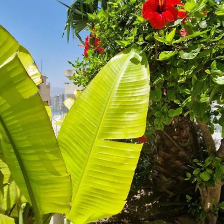 Trinisol 2 * Benidorm