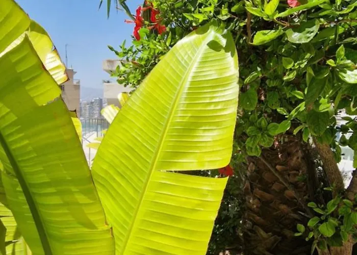 Trinisol 2 * Benidorm